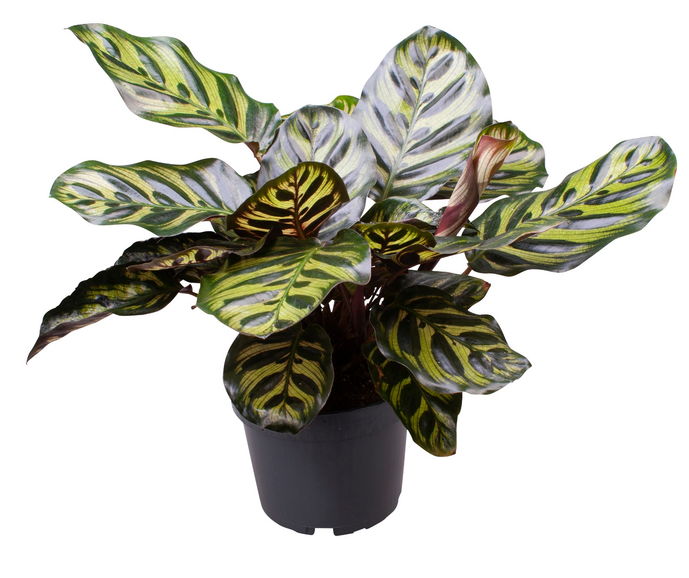 Planta naturala H30cm Calathea Makoyana PS12/ in pamant