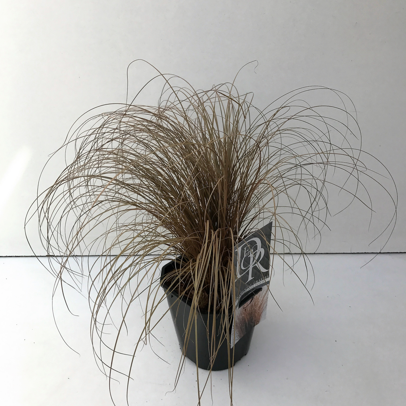 Planta naturala H30cm Carex comans 'Bronze Form' PS17/ in pamant
