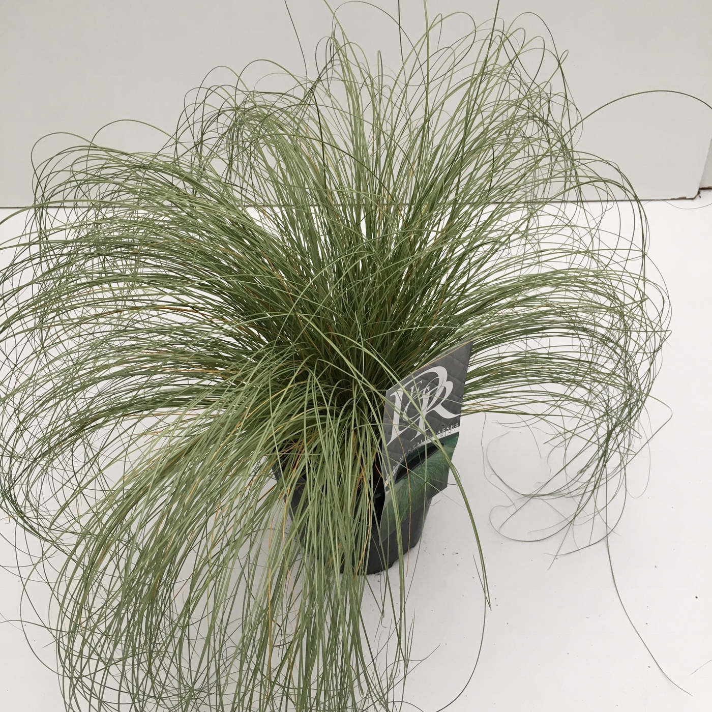Planta naturala H30cm Carex comans 'Frosted Curls' PS17/ in pamant