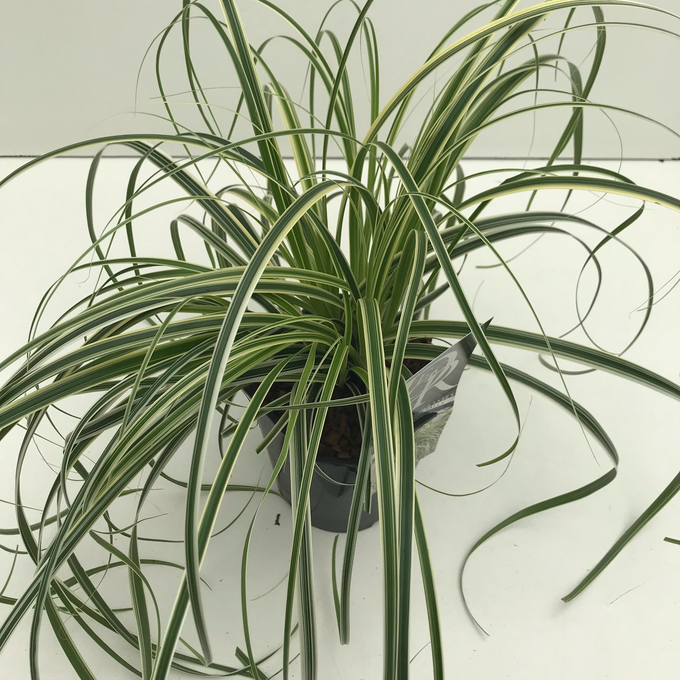 Planta naturala H30cm Carex 'Feather Falls' PS17/ in pamant