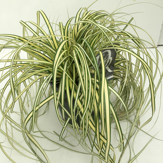 Planta naturala H30cm Carex hachijoensis 'Evergold' PS17/ in pamant