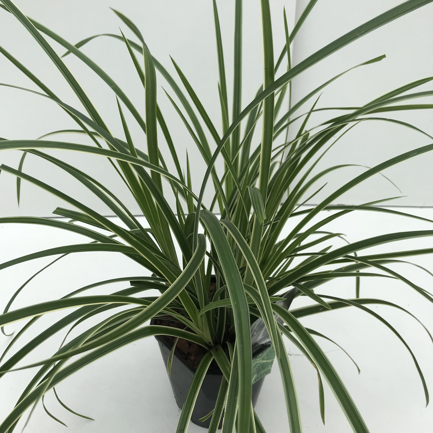 Planta naturala H30cm Carex morrowii 'Ice Dance' PS17/ in pamant