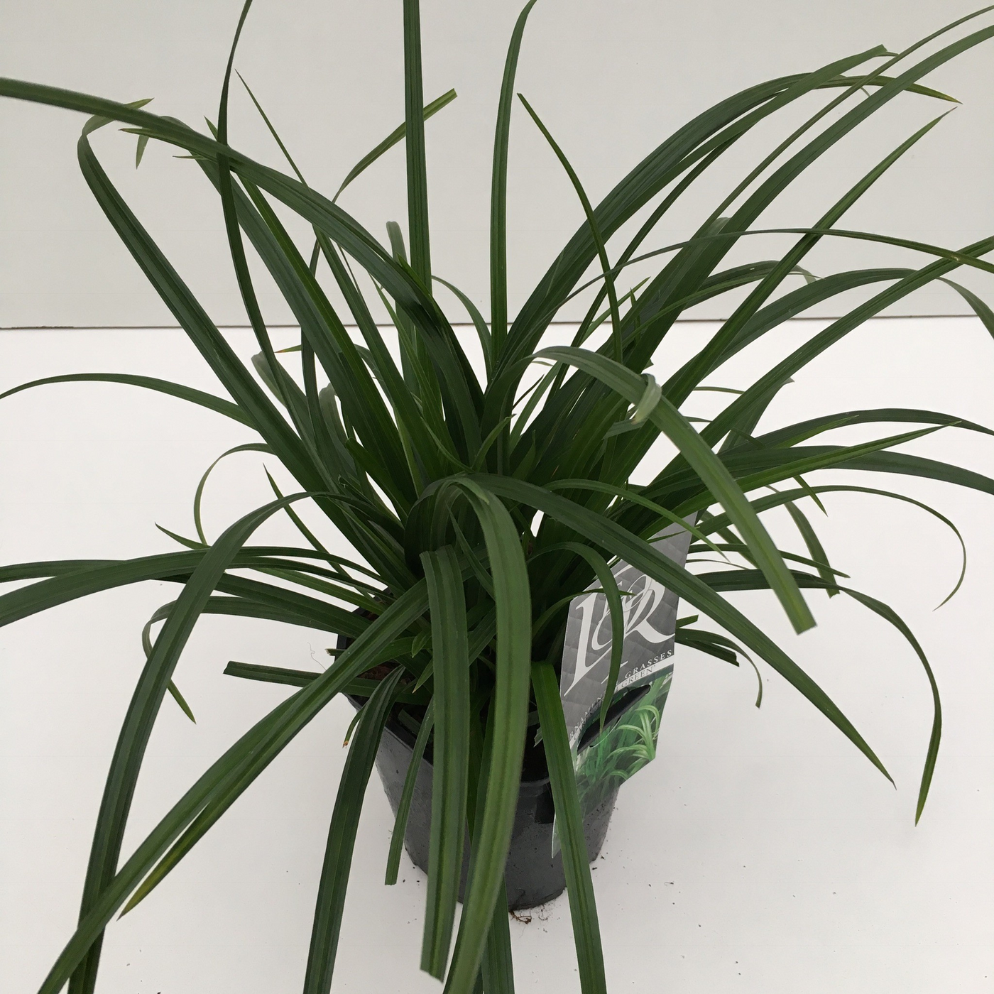 Planta naturala H30cm Carex morrowii 'Irisch Green' PS17/ in pamant