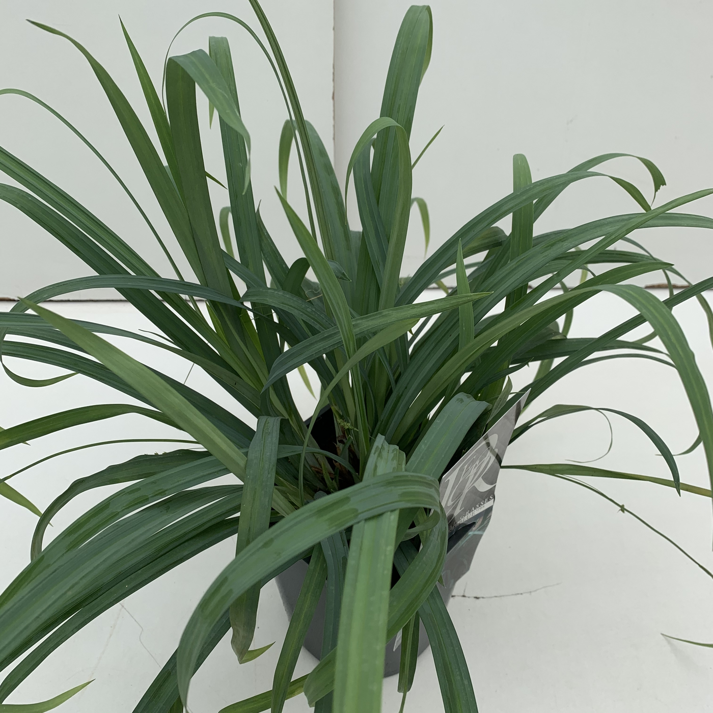 Planta naturala H30cm Carex oshimensis 'Bunny Blue' PS17/ in pamant