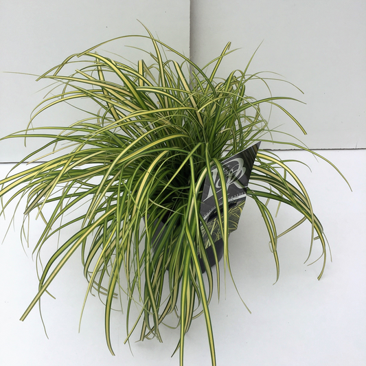 Planta naturala H30cm Carex oshimensis 'Evercolor Eversheen' PS17/ in pamant