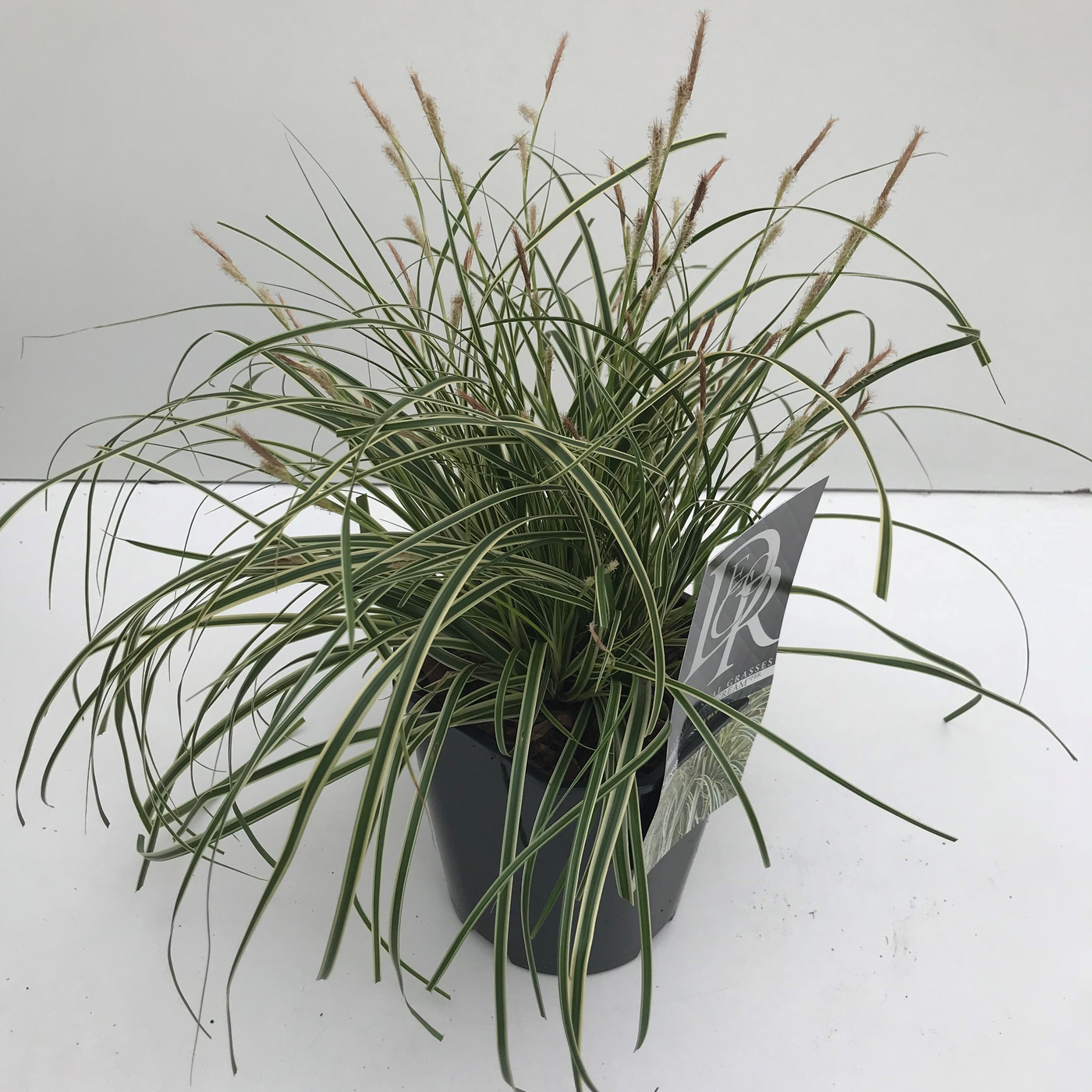 Planta naturala H30cm Carex oshimensis 'Evercream' PS17/ in pamant
