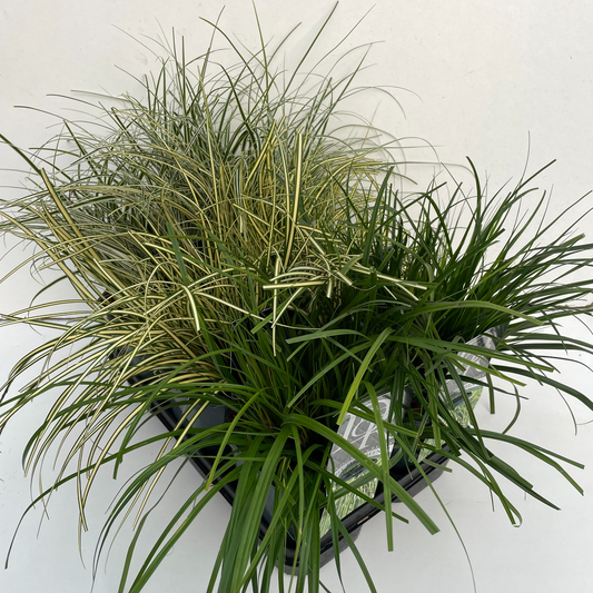 Planta naturala H30cm Carex oshimensis 'Everest' mix tray PS17/ in pamant