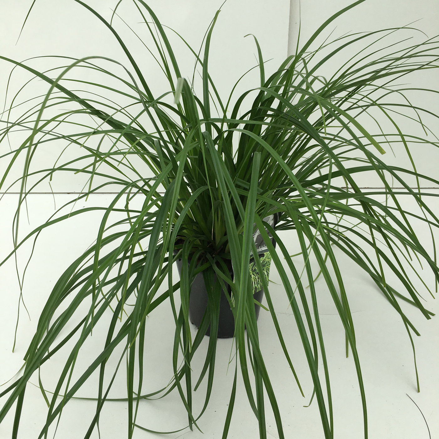Planta naturala H30cm Carex oshimensis 'Evergreen' PS17/ in pamant