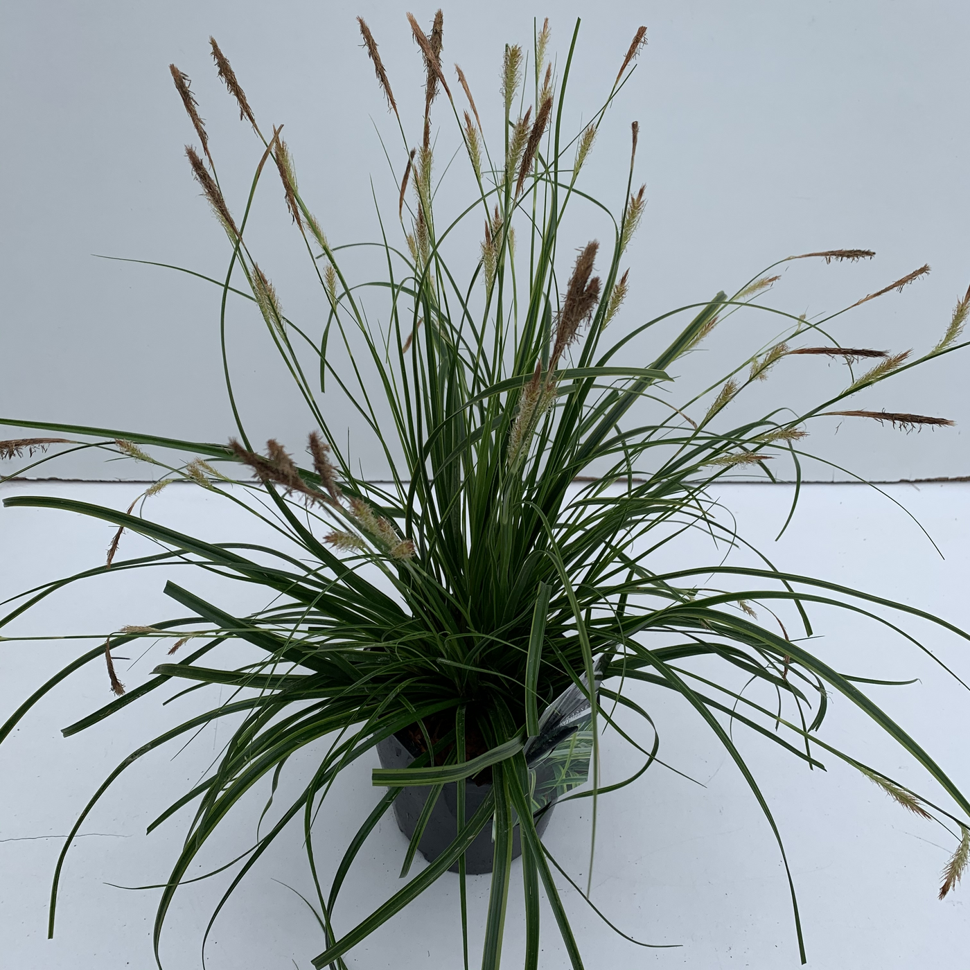Planta naturala H30cm Carex oshimensis 'Everlime' PS17/ in pamant