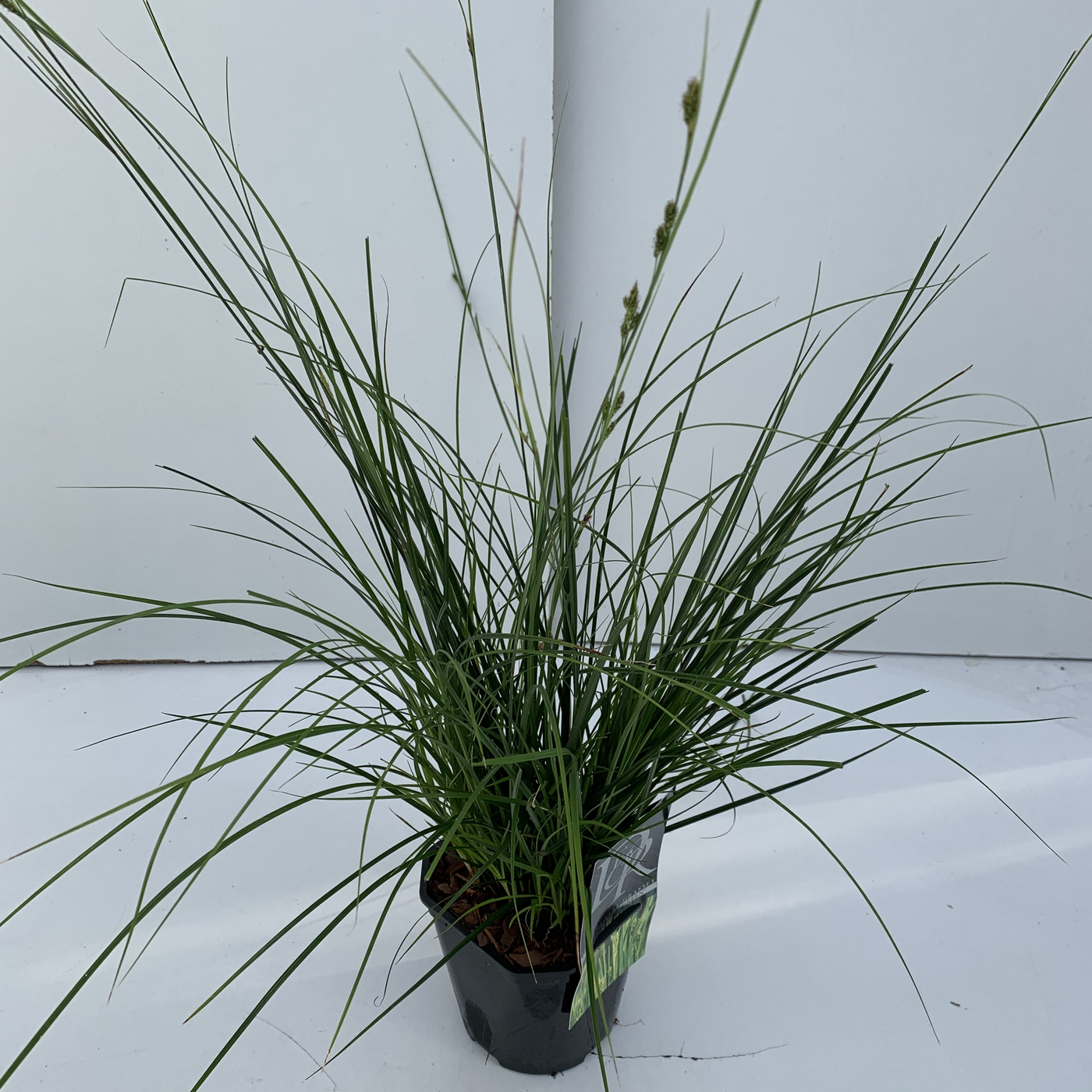 Planta naturala H30cm Carex oshimensis 'Magic Green' PS17/ in pamant