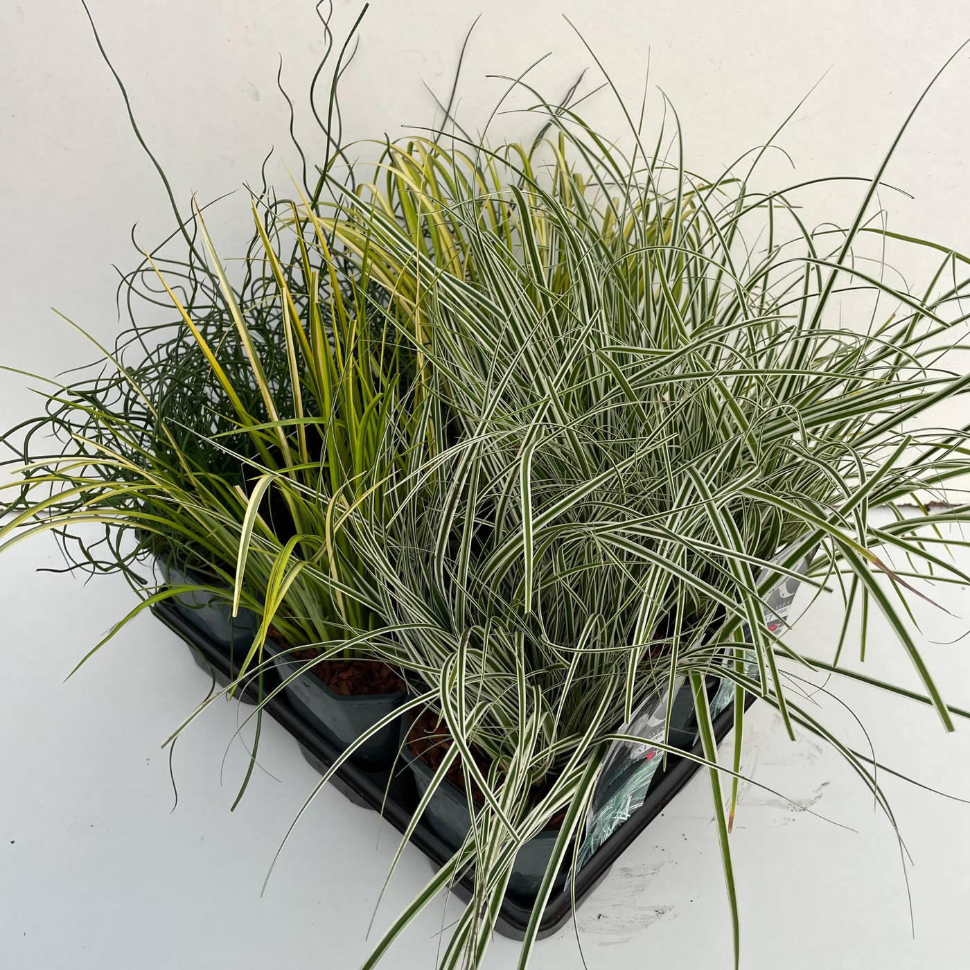 Planta naturala H30cm Carex oshimensis mix PS17/ in pamant