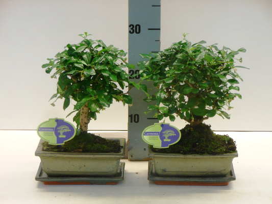 Planta naturala H30cm Carmona retusa Bonsai PS20/ in pamant