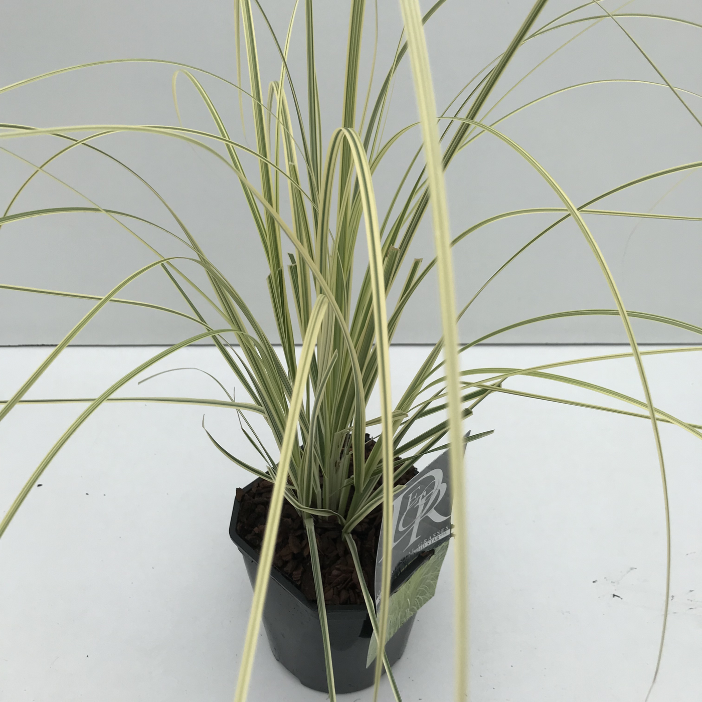 Planta naturala H30cm Cortaderia selloana 'Splendid Star' PS17/ in pamant