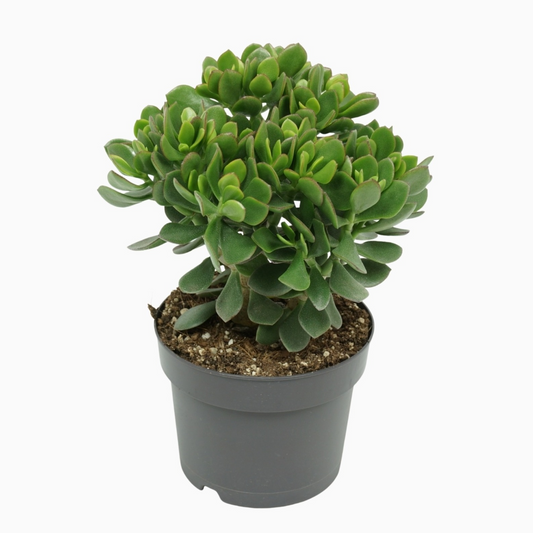 Planta naturala H30cm Crassula 'Minova Magic' PS17/ in pamant