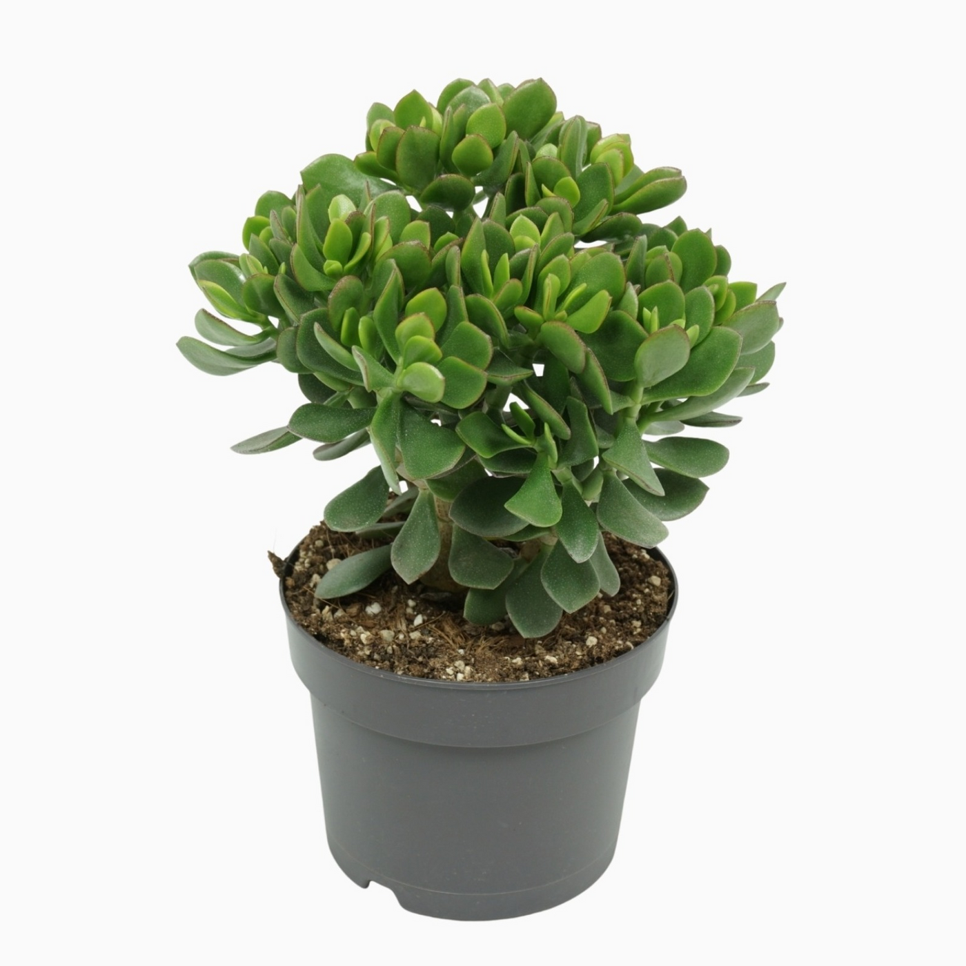 Planta naturala H30cm Crassula 'Minova Magic' PS17/ in pamant