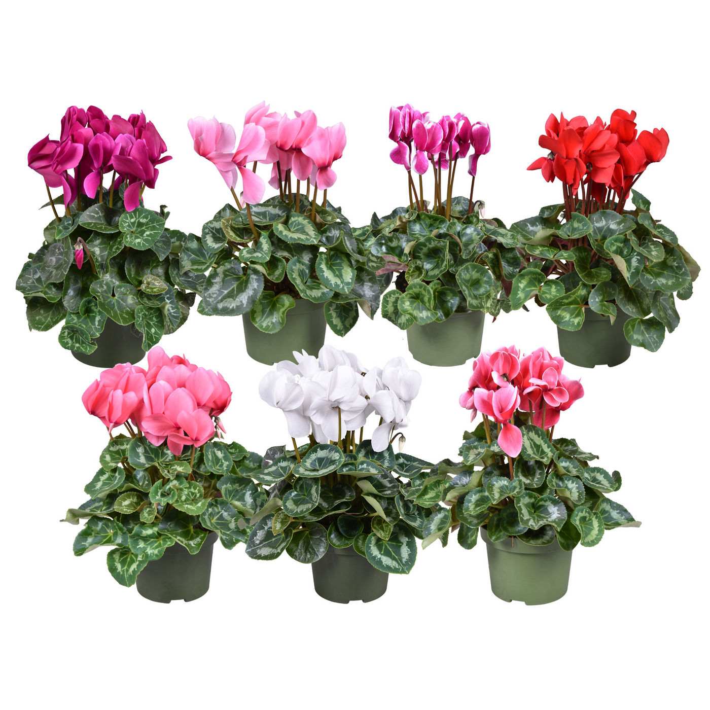 Planta naturala H30cm Cyclamen persicum grootbloemig Super Serie Leopardo mix PS13/ in pamant