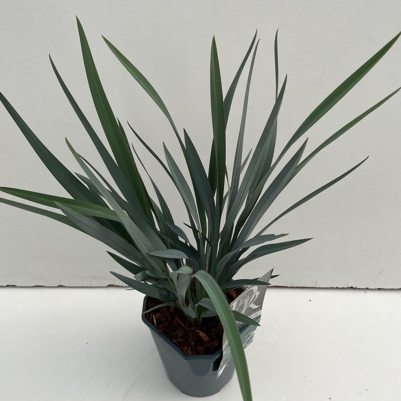 Planta naturala H30cm Dianella caerulea 'Bleu Stream' PS17/ in pamant