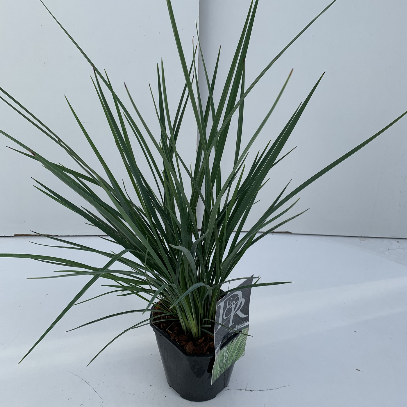 Planta naturala H30cm Dianella revoluta ‘Coolvista’ PS17/ in pamant