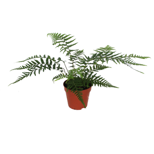 Planta naturala H30cm Dicksonia antarctica PS12/ in pamant