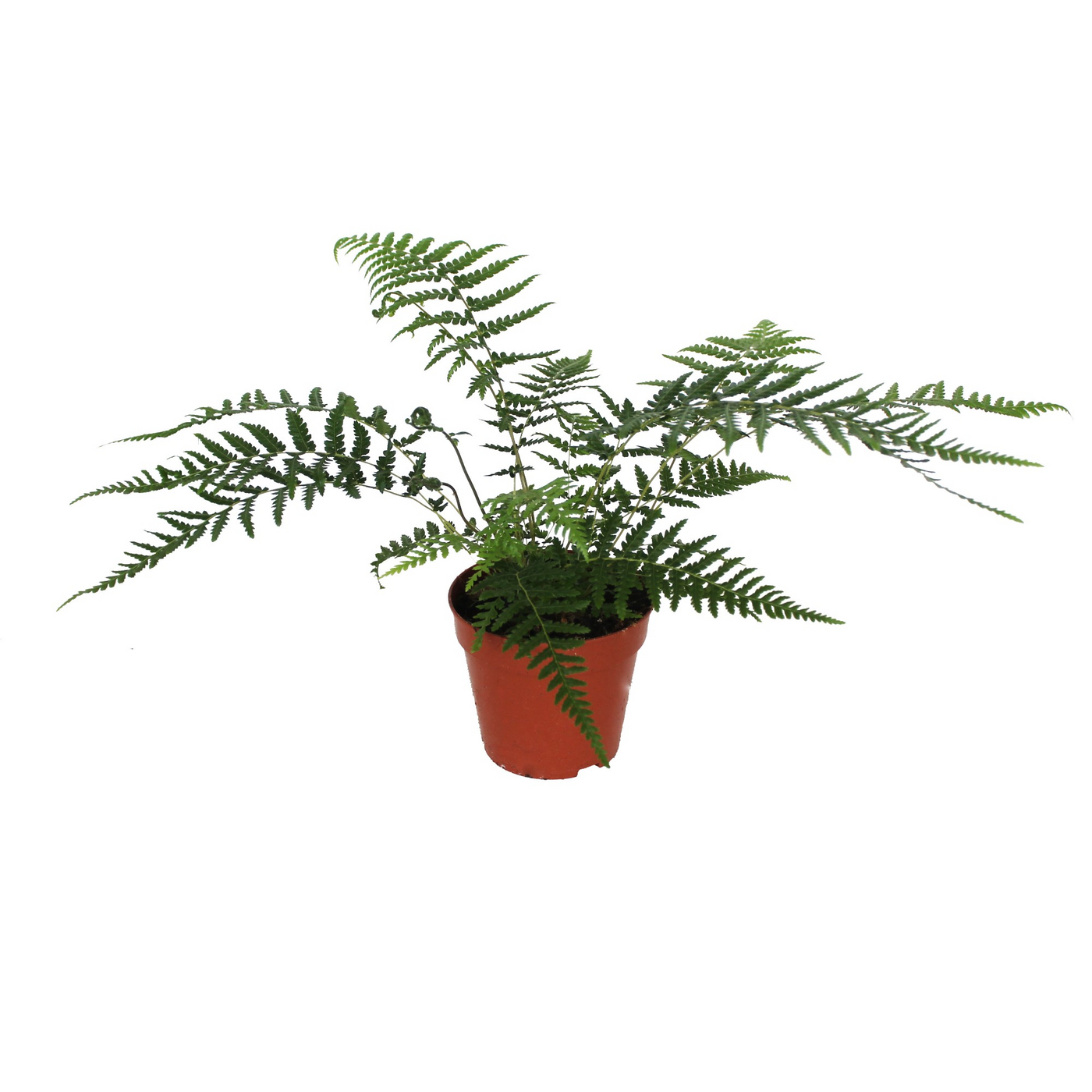 Planta naturala H30cm Dicksonia antarctica PS12/ in pamant
