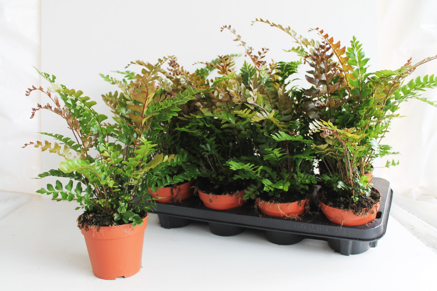 Planta naturala H30cm Didymochlaena truncatula PS12/ in pamant