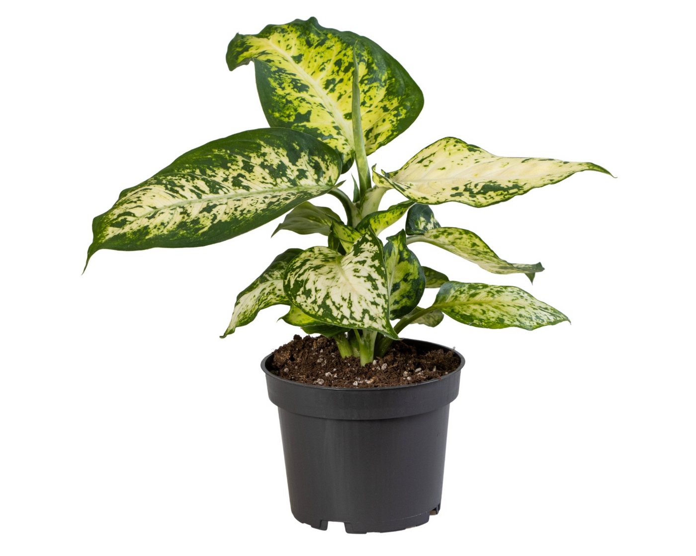 Planta naturala H30cm Dieffenbachia maculata 'Amy' PS12/ in pamant