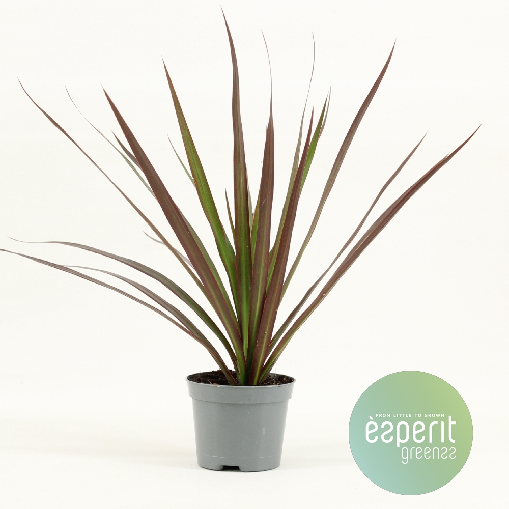 Planta naturala H30cm Dracaena Magenta PS8/ in pamant