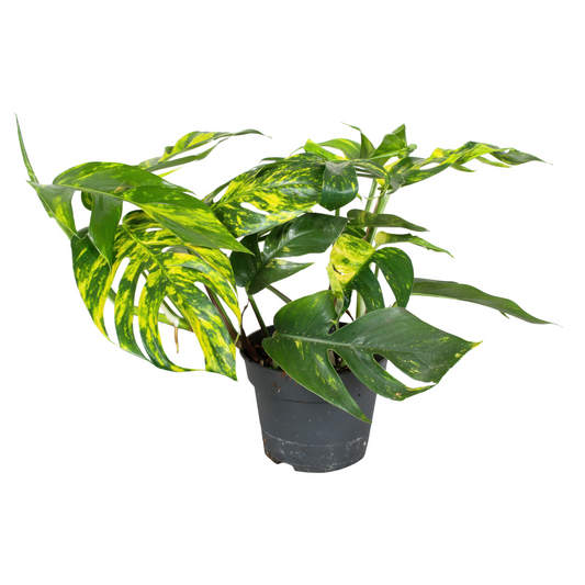 Planta naturala H30cm Epipremnum pinnatum Cintho Goldfinger PS17/ in pamant