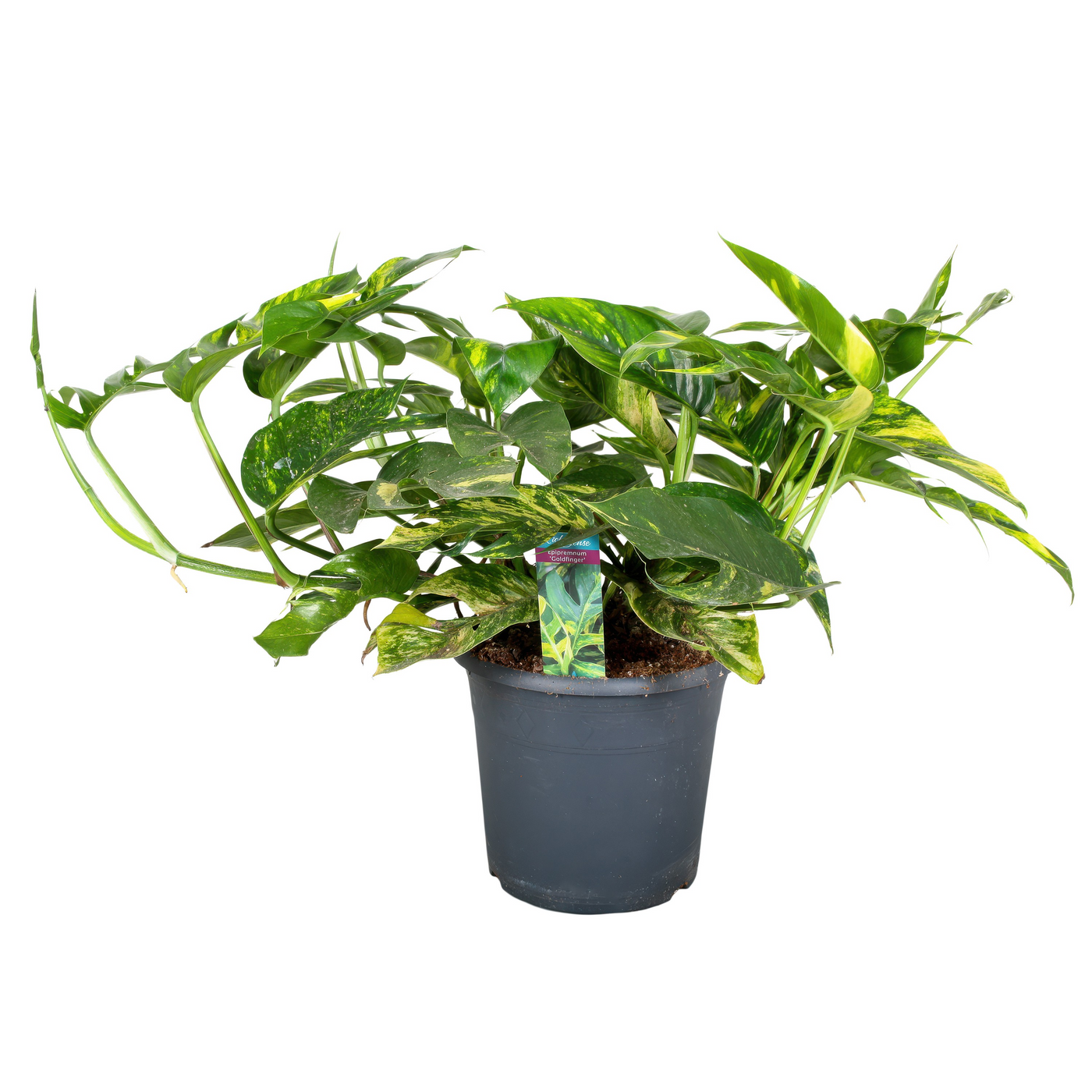 Planta naturala H30cm Epipremnum pinnatum Cintho Goldfinger PS24/ in pamant