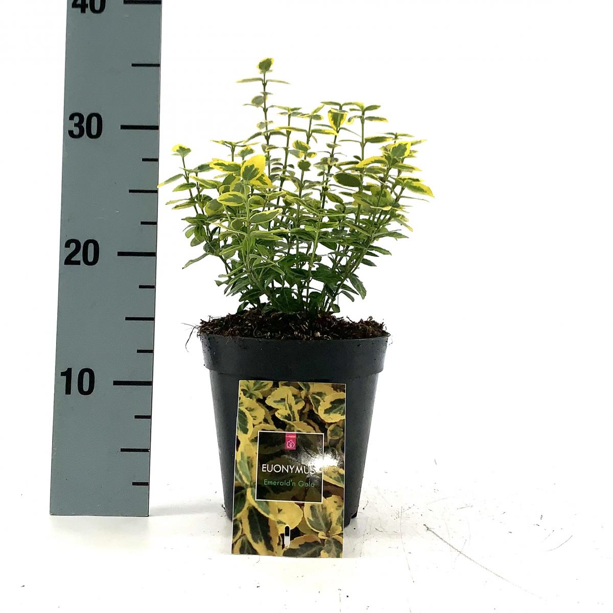 Planta naturala H30cm Euonymus fortunei 'Emerald 'n' Gold' PS15/ in pamant