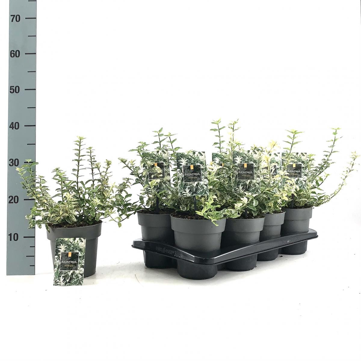 Planta naturala H30cm Euonymus fortunei 'Harlequin' PS15/ in pamant