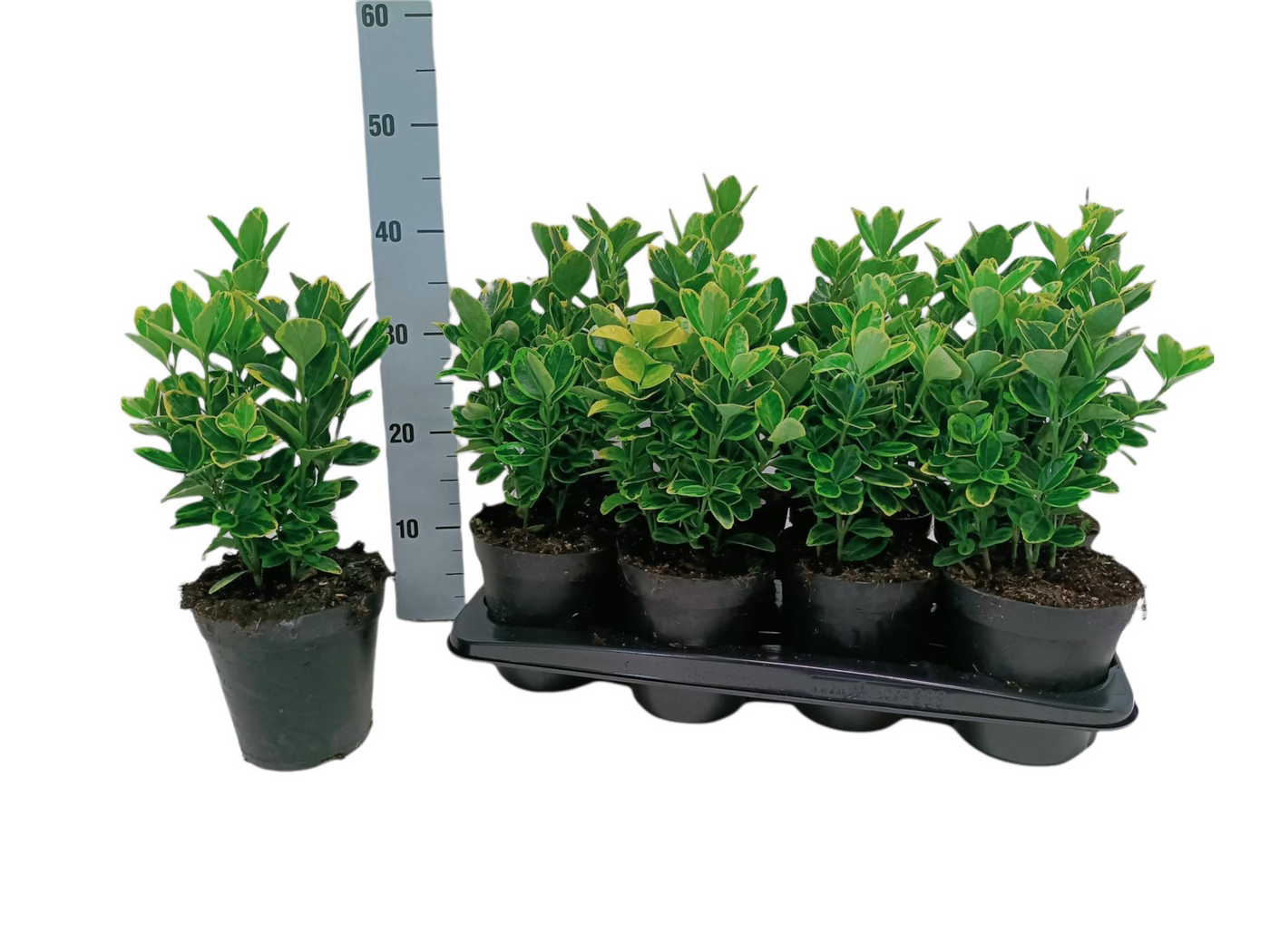 Planta naturala H30cm Euonymus japonicus 'Aureomarginatus' PS15/ in pamant