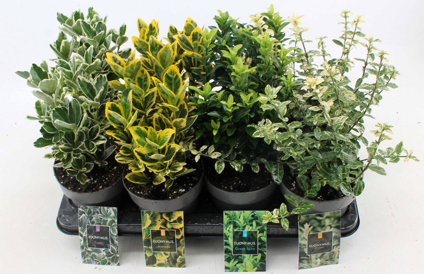 Planta naturala H30cm Euonymus japonicus gemengd PS15/ in pamant