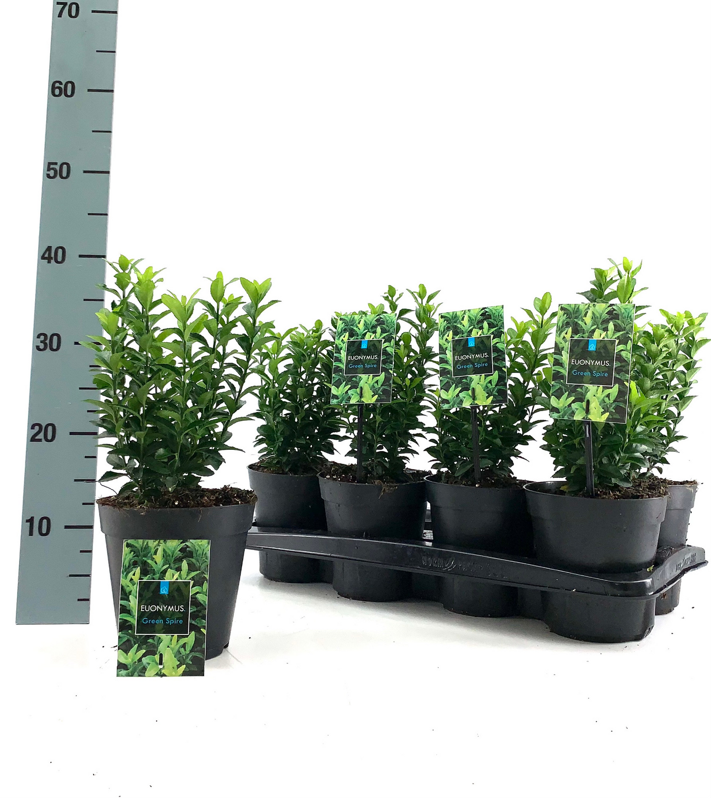 Planta naturala H30cm Euonymus japonicus 'Green Spire' PS15/ in pamant