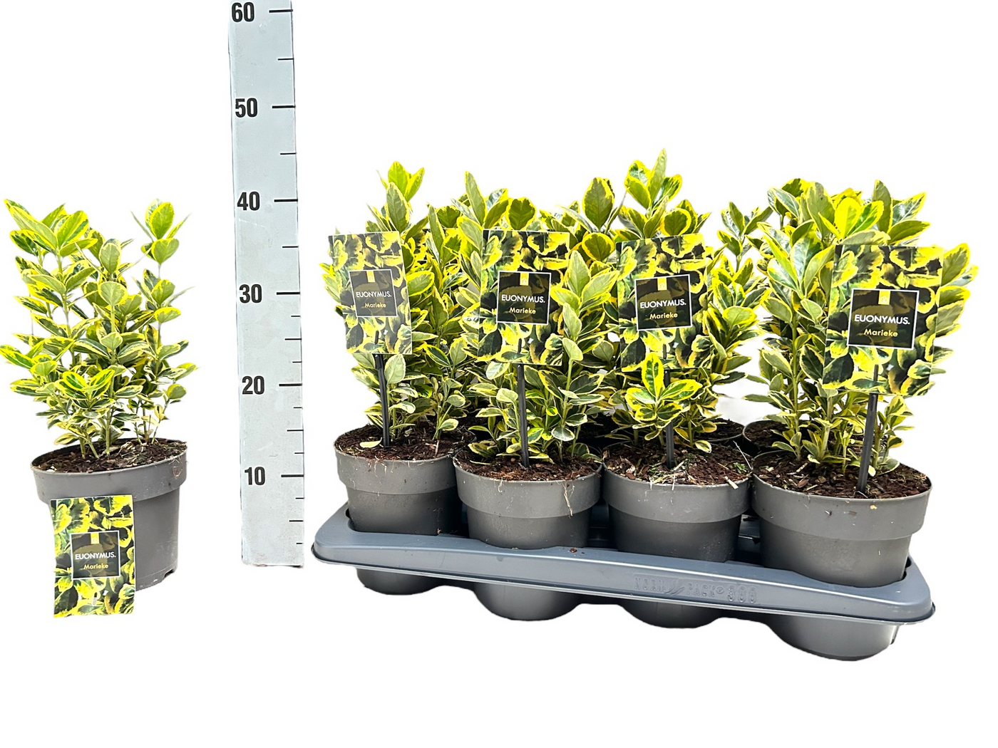 Planta naturala H30cm Euonymus japonicus 'Marieke' PS15/ in pamant