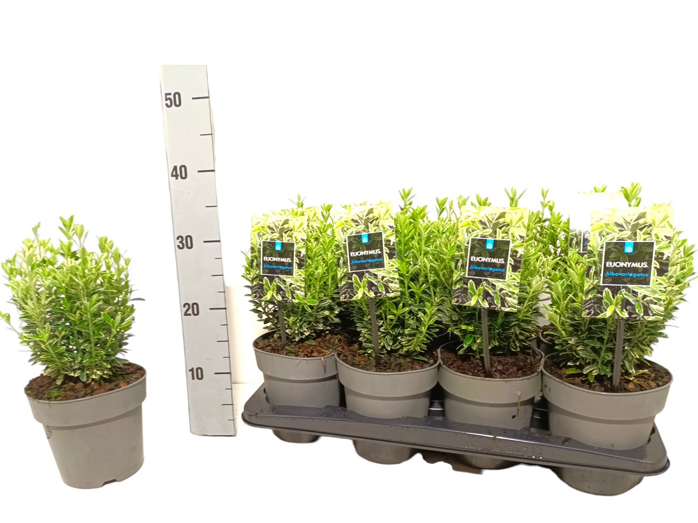 Planta naturala H30cm Euonymus japonicus 'Microphyllus Albovariegatus' PS15/ in pamant