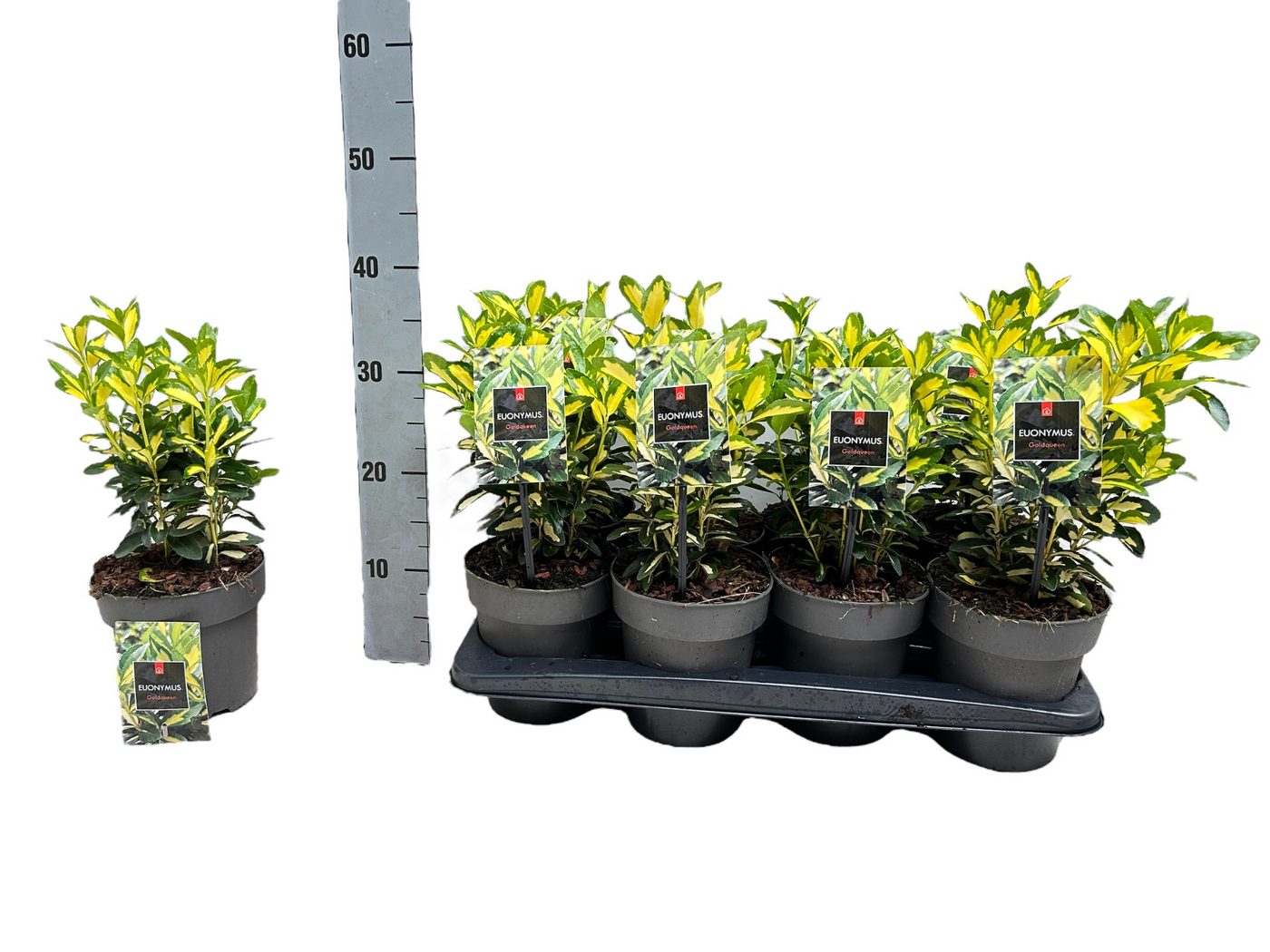 Planta naturala H30cm Euonymus japonicus PS15/ in pamant