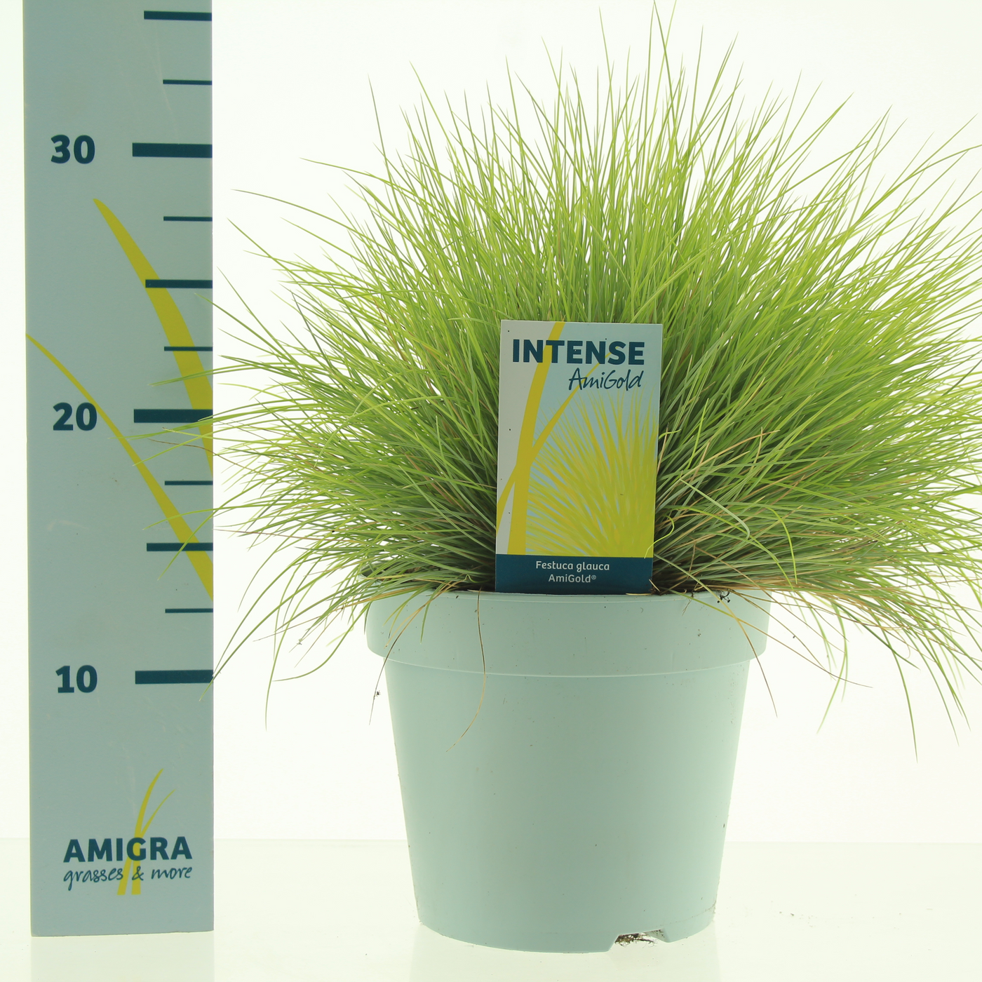 Planta naturala H30cm Festuca glauca Amigold PS17/ in pamant