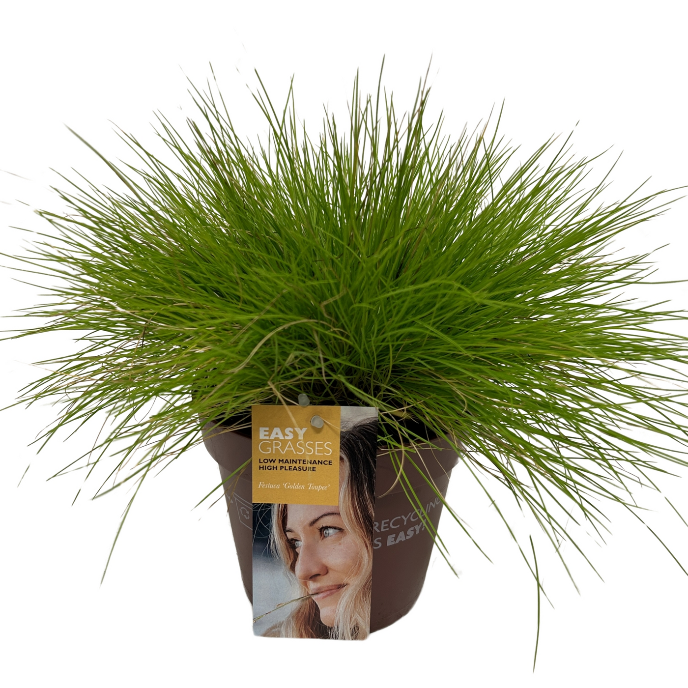 Planta naturala H30cm Festuca glauca 'Golden Toupee' PS17/ in pamant