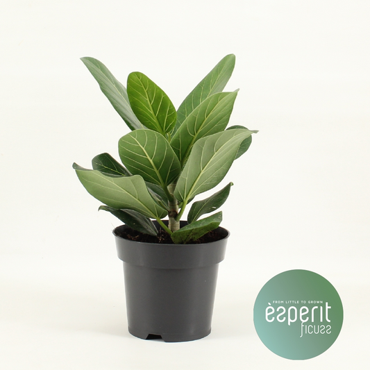 Planta naturala H30cm Ficus benghalensis 'Audrey' PS14/ in pamant