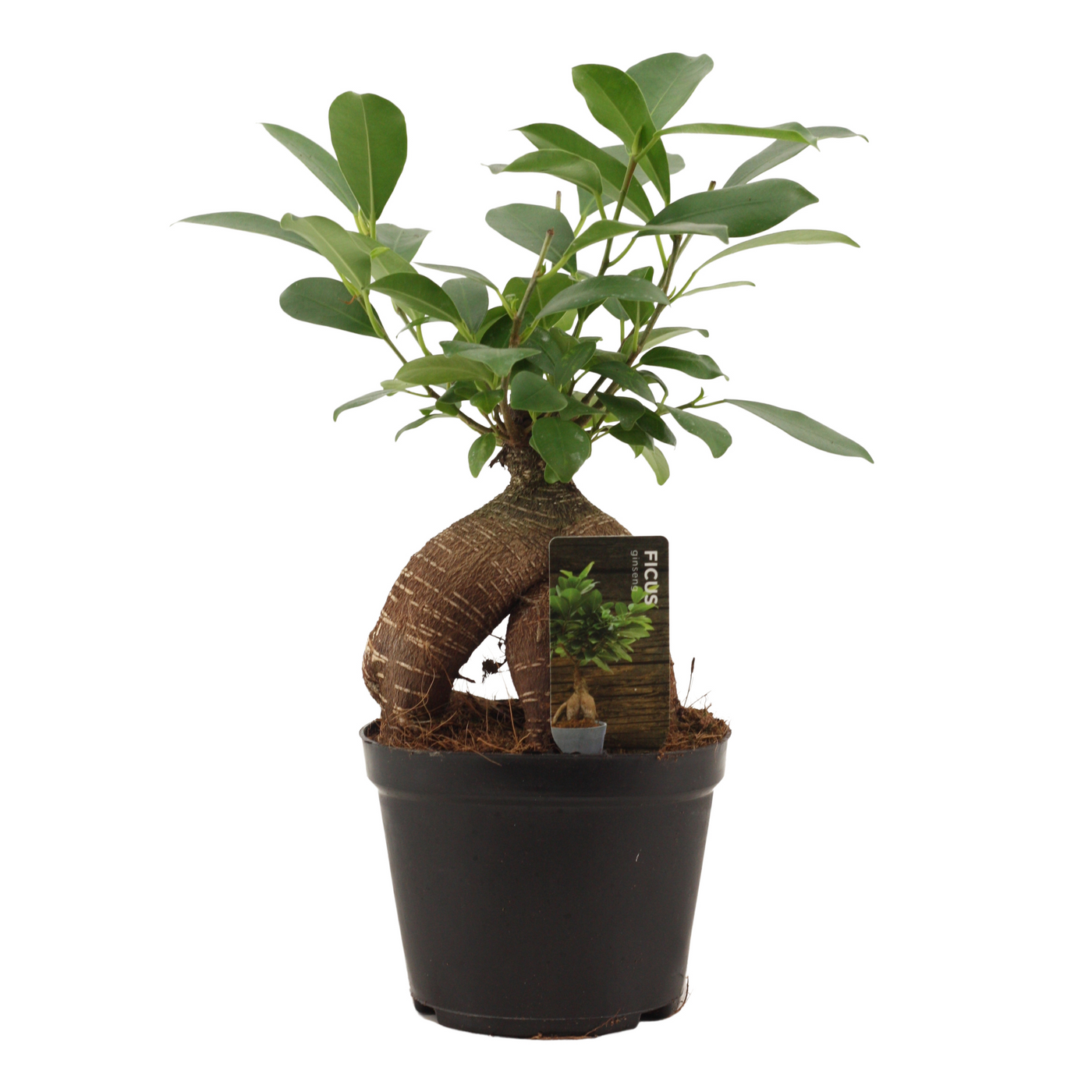 Planta naturala H30cm Ficus Ginseng Retusa PS12/ in pamant