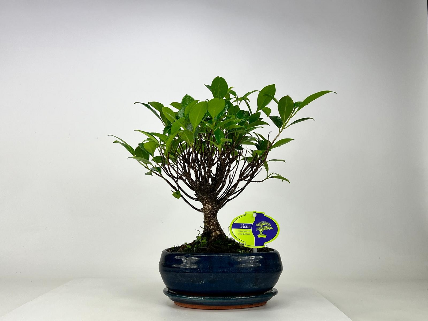 Planta naturala H30cm Ficus retusa PS19/ in pamant