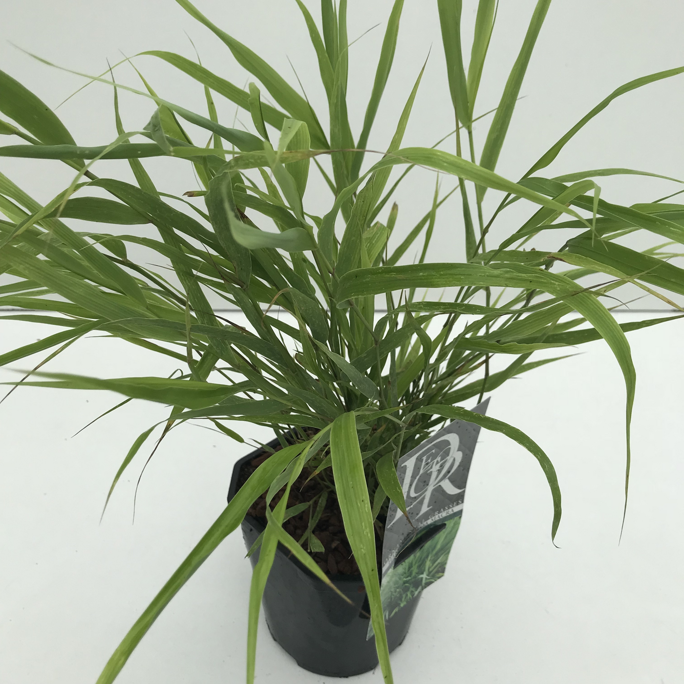 Planta naturala H30cm Hakonechloa macra PS17/ in pamant