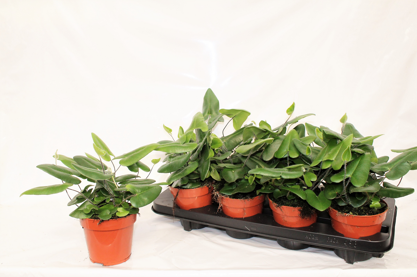 Planta naturala H30cm Hemionitis arifolia PS12/ in pamant