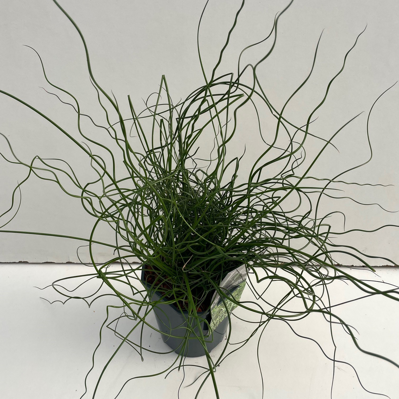 Planta naturala H30cm Juncus effusus 'Spiralis' PS17/ in pamant