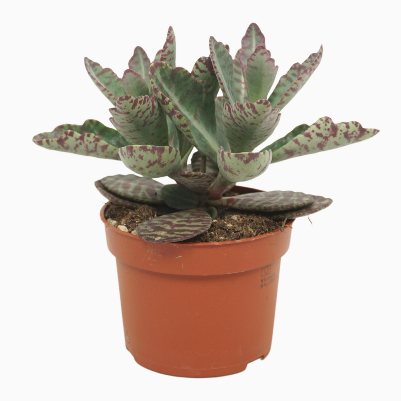 Planta naturala H30cm Kalanchoe marmorata 'Partridge' PS10/ in pamant