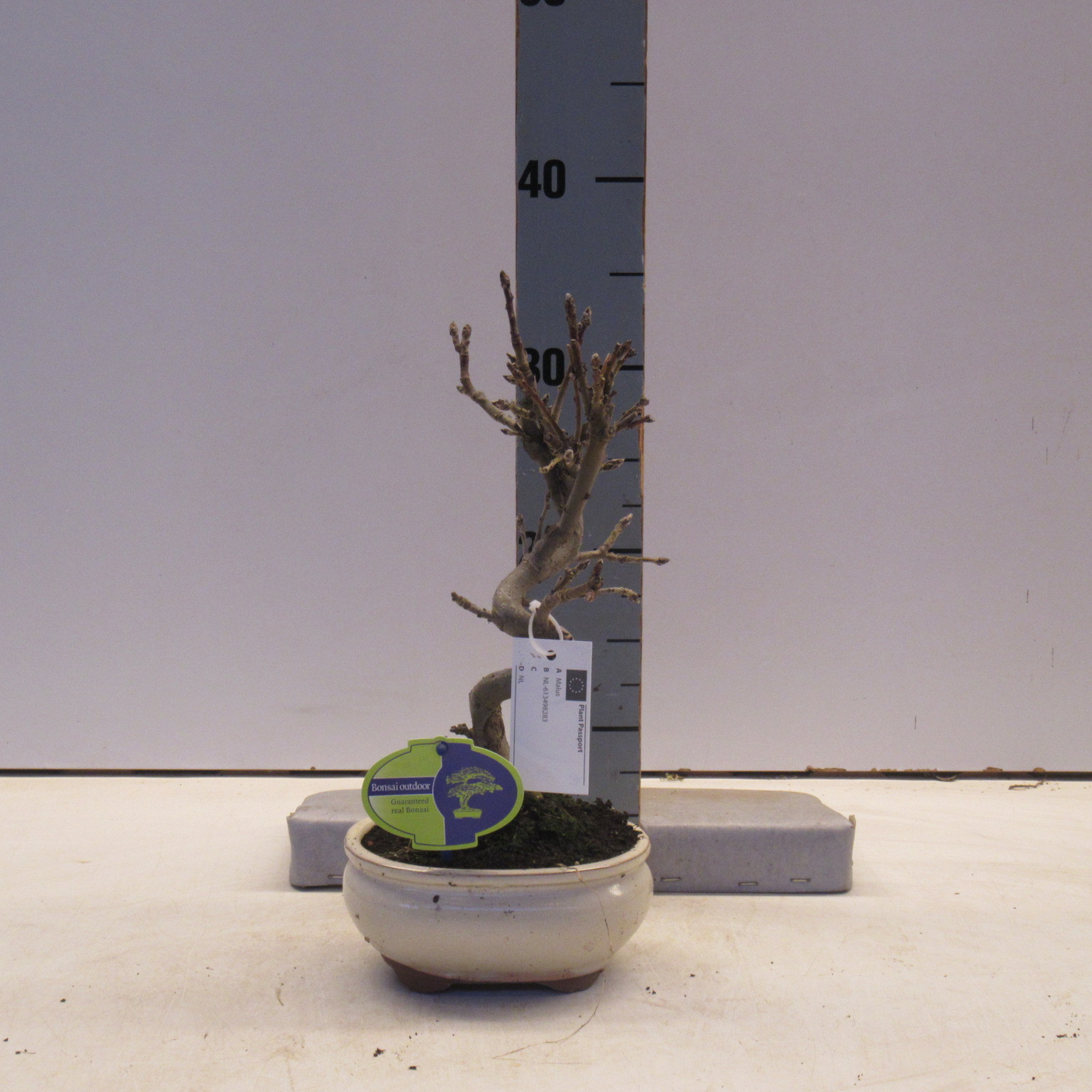 Planta naturala H30cm Malus domestica PS16/ in pamant
