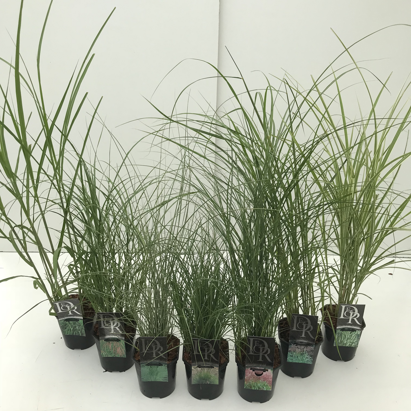 Planta naturala H30cm Miscanthus 'Kleine silberspinne' mix PS17/ in pamant