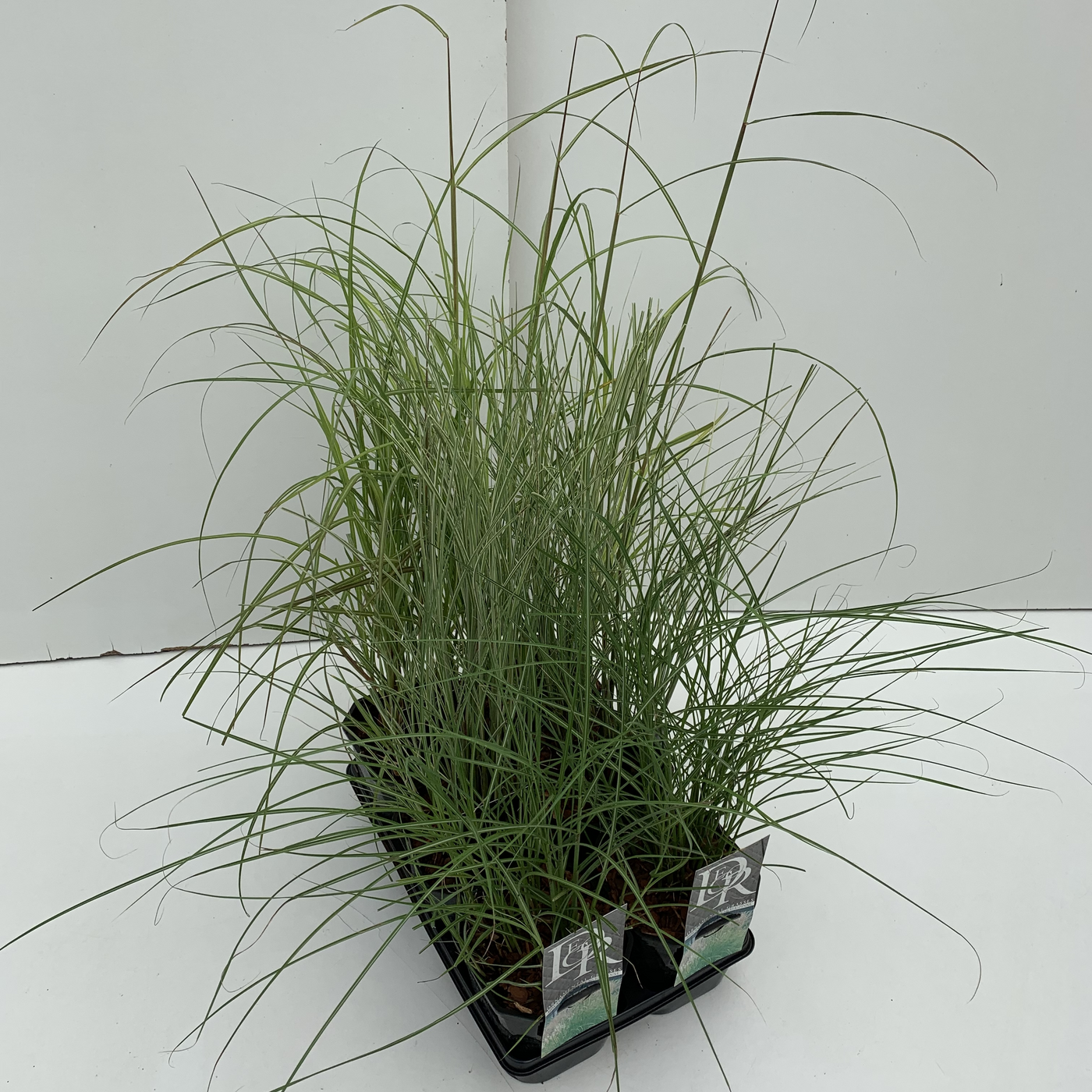 Planta naturala H30cm Miscanthus mix tray PS17/ in pamant