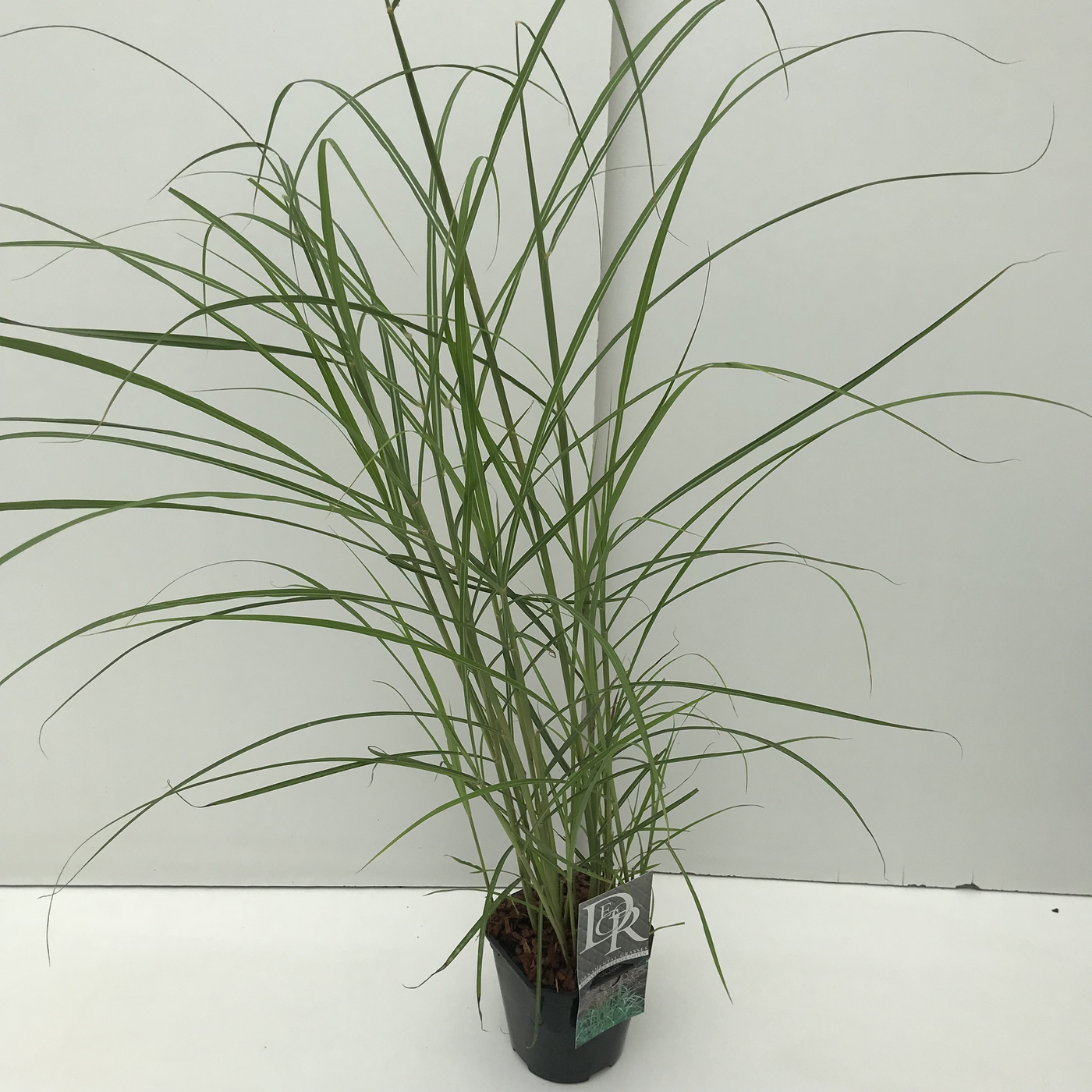 Planta naturala H30cm Miscanthus sinensis 'Ferner Osten' PS17/ in pamant